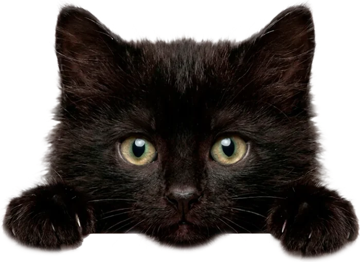 Gatinho preto espiando por cima do banner