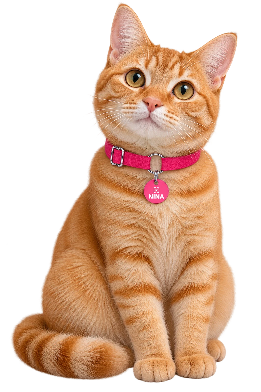 Gatinha laranja usando coleira rosa com a Tag Linkopet