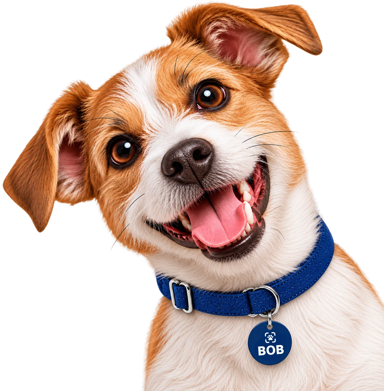 Cachorro usando coleira azul com a Tag Linkopet