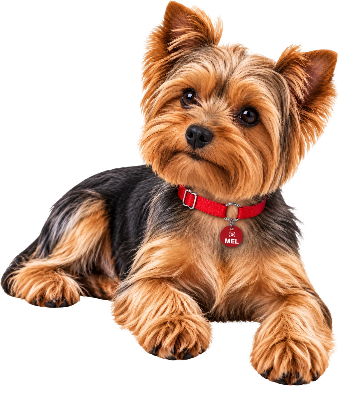 Cachorro usando coleira vermelha com a Tag Linkopet