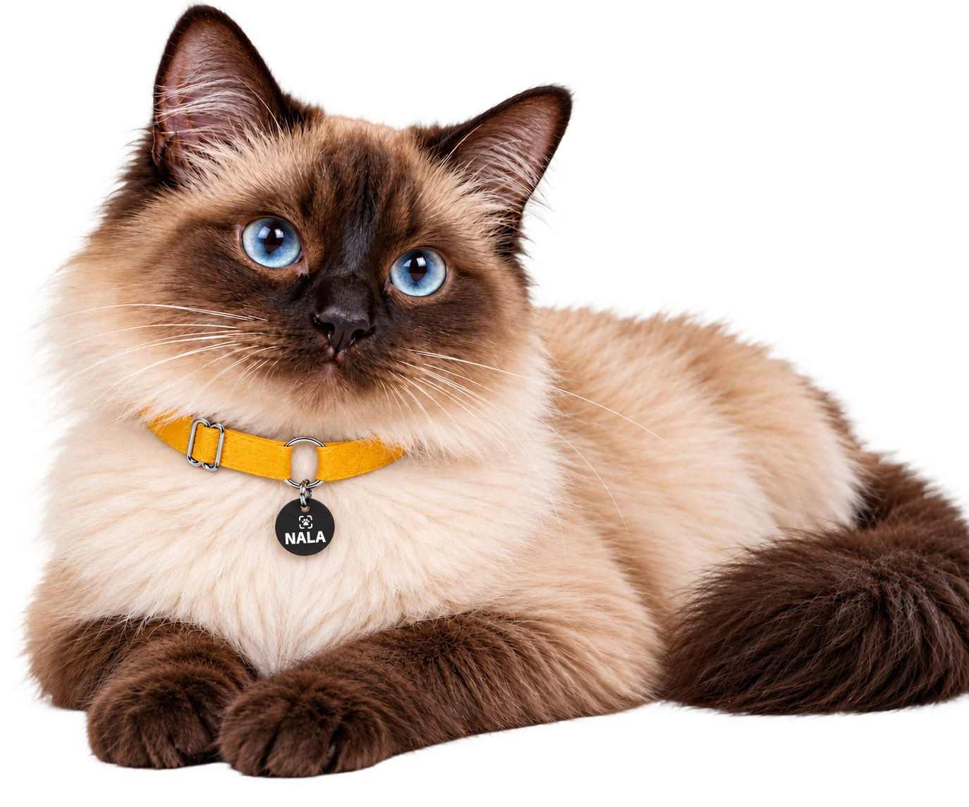 Gato de olhos azuis usando coleira amarela com a Tag Linkopet